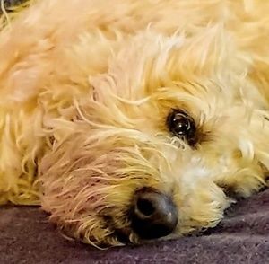 Meet your Posher, Maryellen n bob